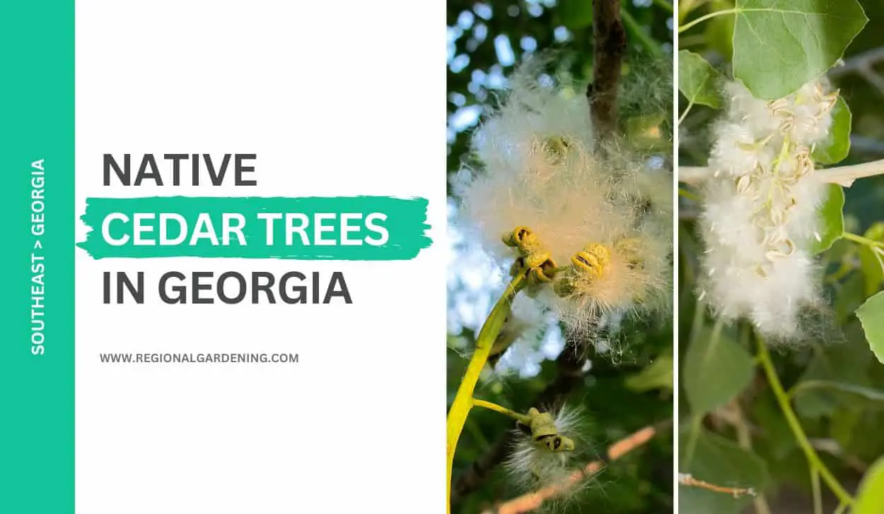 2 Native Cedar Trees In Georgia