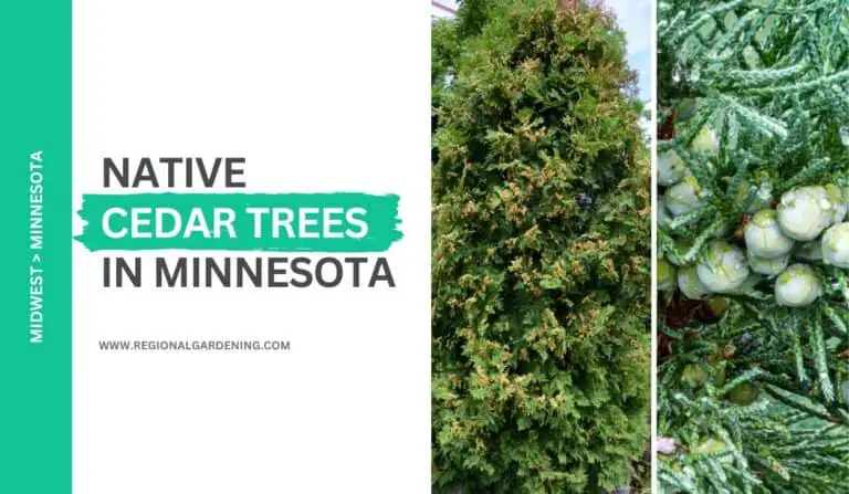 Common Cedar Trees In Minnesota (Pictures & Details)