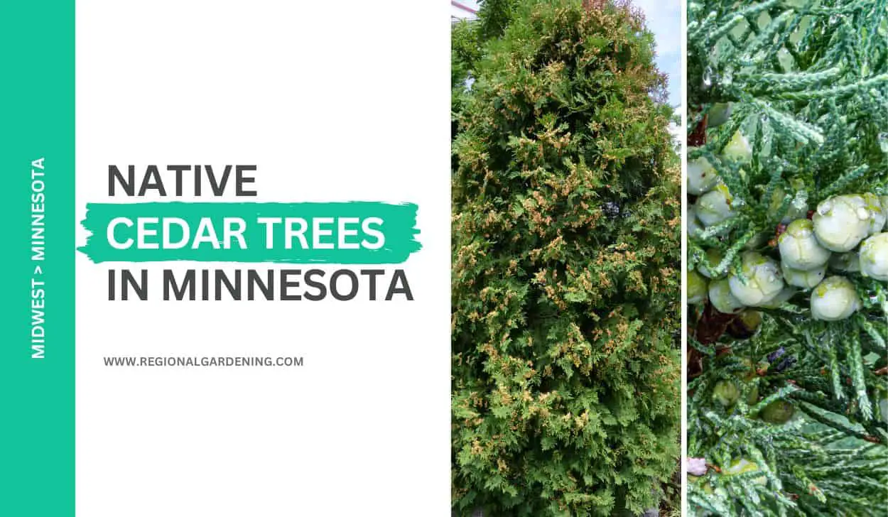 2 Native Cedar Trees In Minnesota