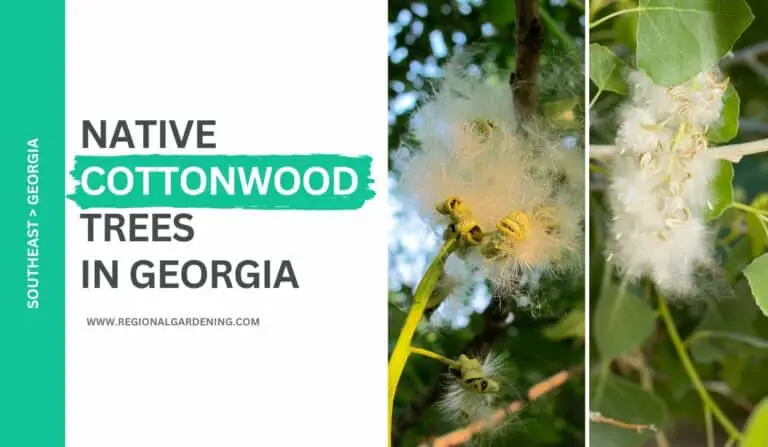 2 Native Cottonwood Trees In Georgia (Pictures & Identification)