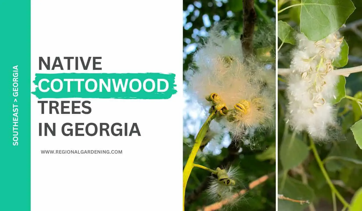 2 Native Cottonwood Trees In Georgia