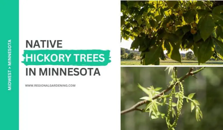 Native Hickory Trees In Minnesota (2 Types You Must Know)