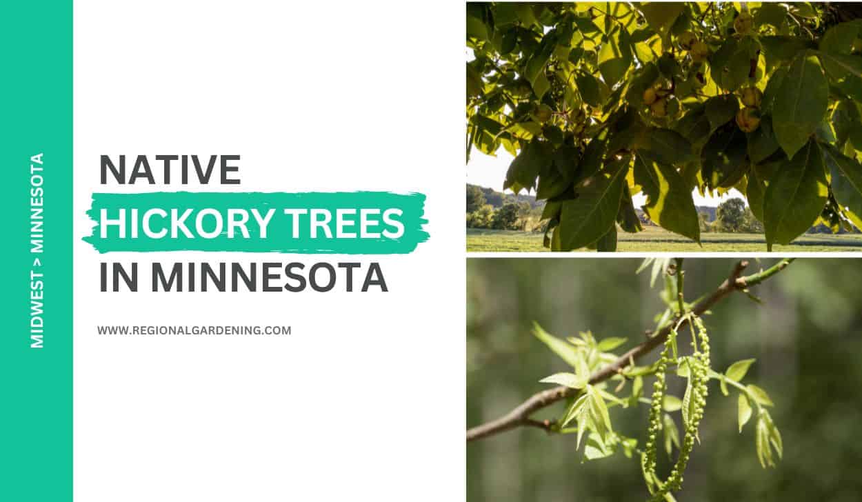 2 Native Hickory Trees In Minnesota