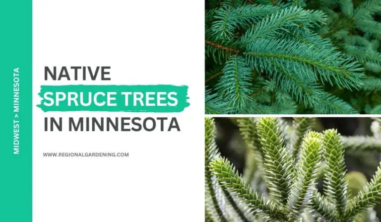 2 Native Spruce Trees In Minnesota (Photos & Identification)