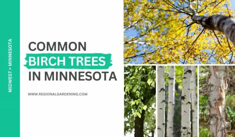 Native Birch Trees In Minnesota (3 Types To Know)