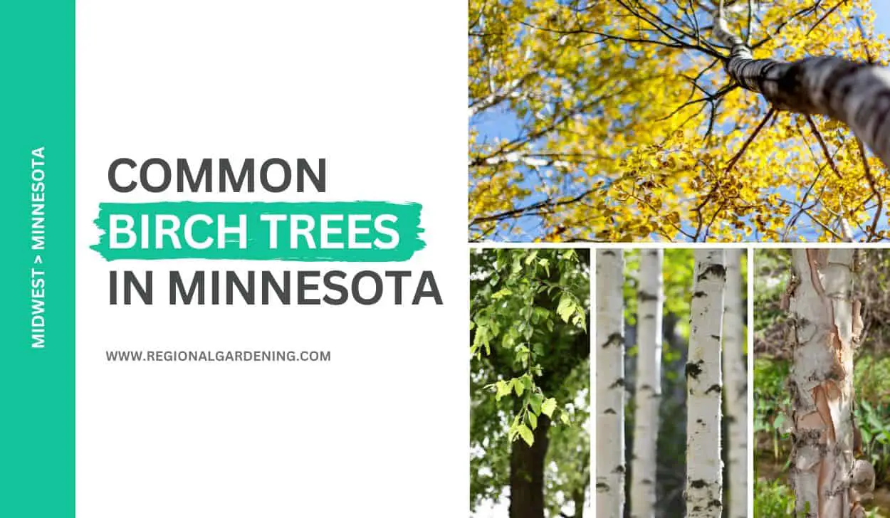 3 Common Birch Trees In Minnesota