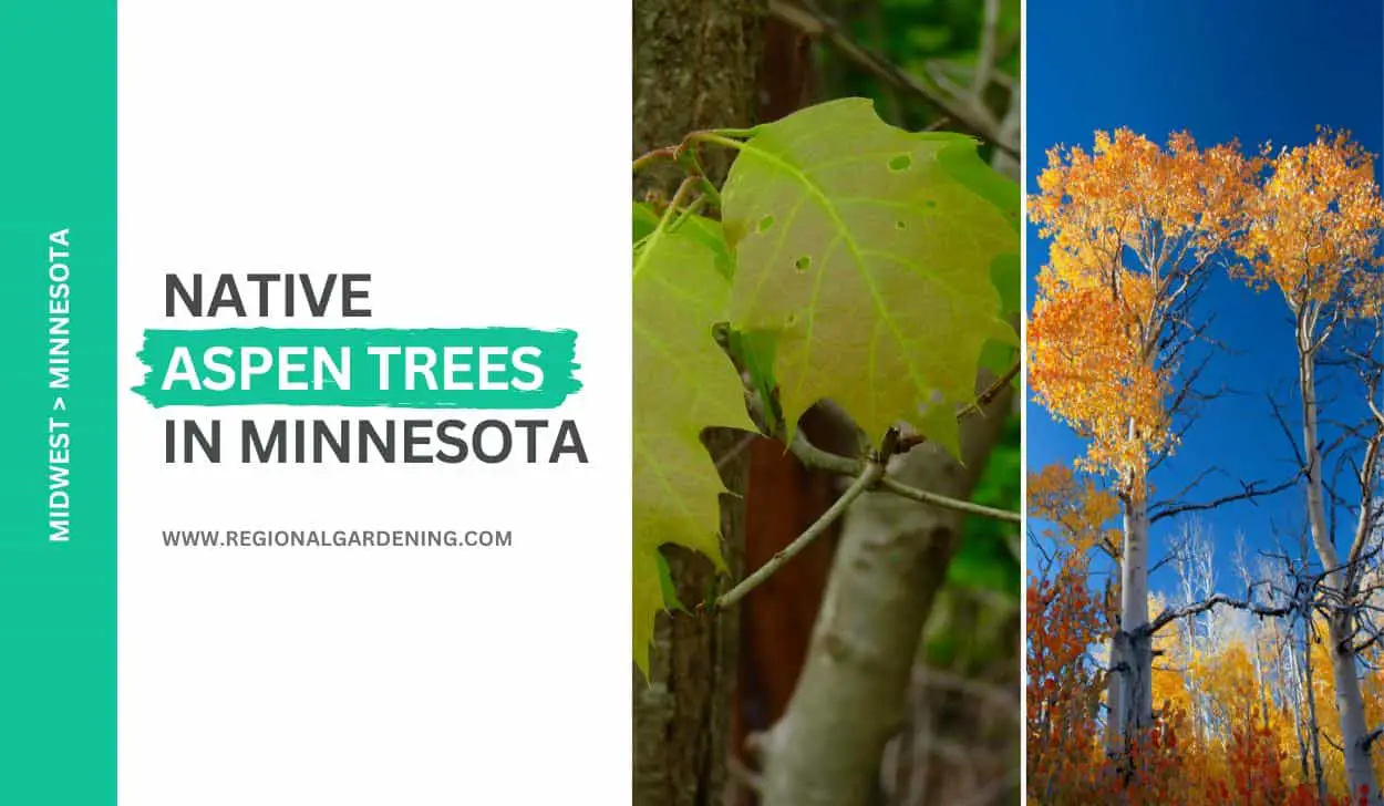 3 Native Aspen Trees In Minnesota