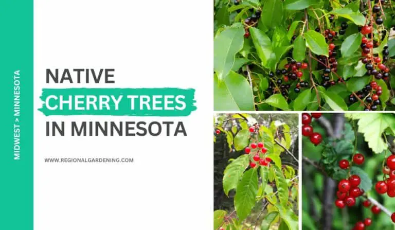 3 Native Cherry Trees In Minnesota (Photos, Identification & Care)