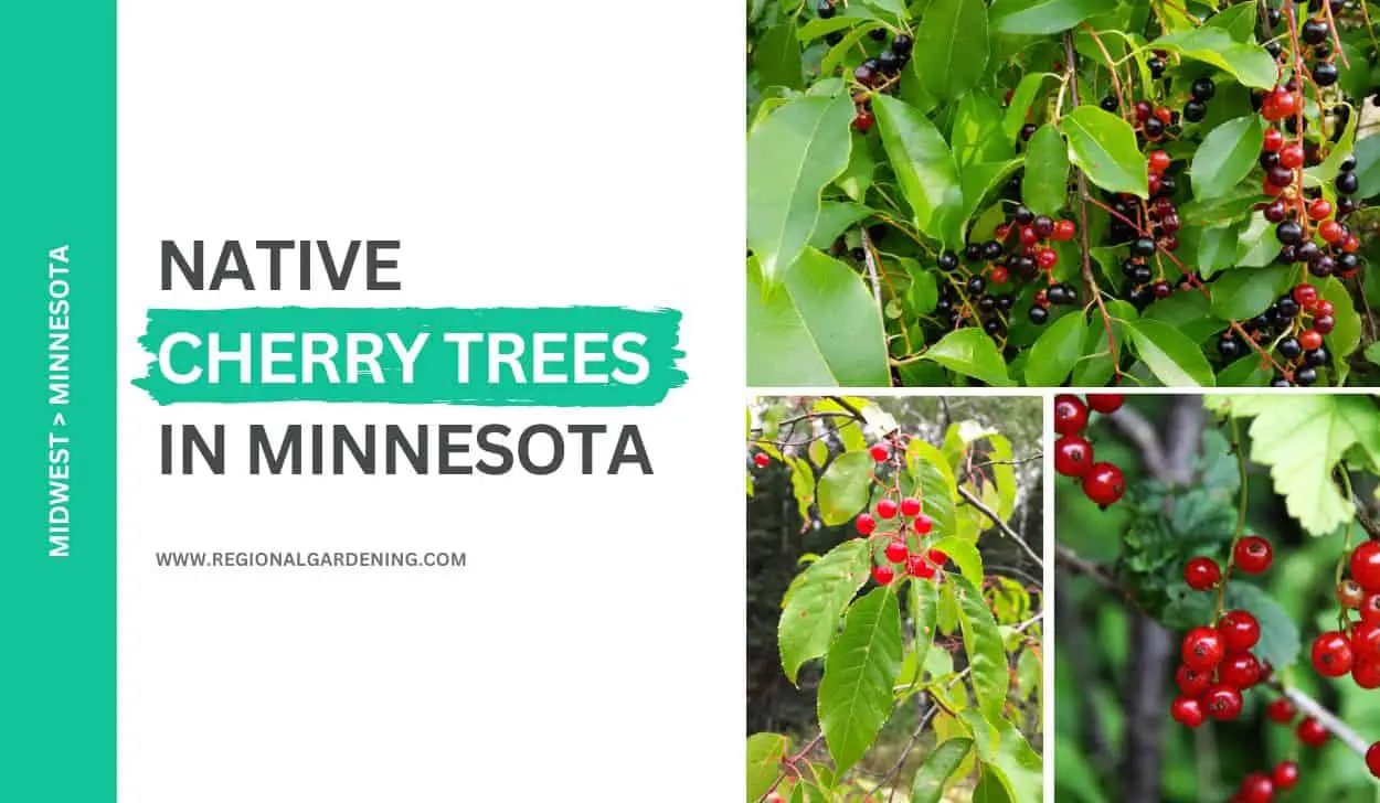 3 Native Cherry Trees In Minnesota