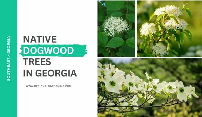 3 Native Dogwood Trees In Georgia (With Beautiful Flowers)