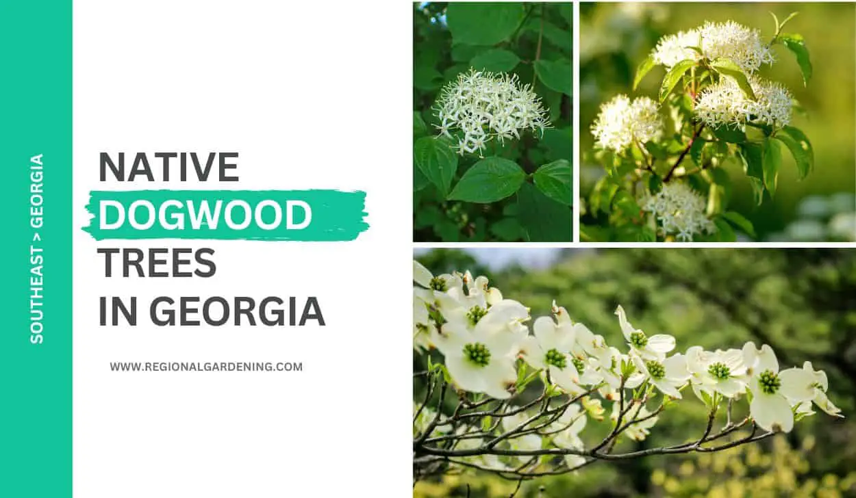 3 Native Dogwood Trees In Georgia