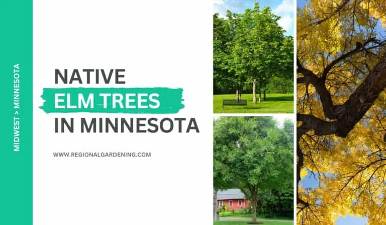3 Native Elm Trees In Minnesota (Photos & Identification)