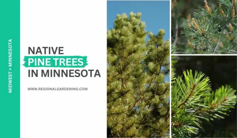 3 Native Pine Trees In Minnesota (Pictures & Identification)