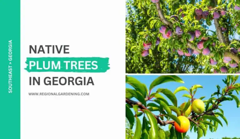 3 Native Plum Trees In Georgia (Easy Grow Varieties)