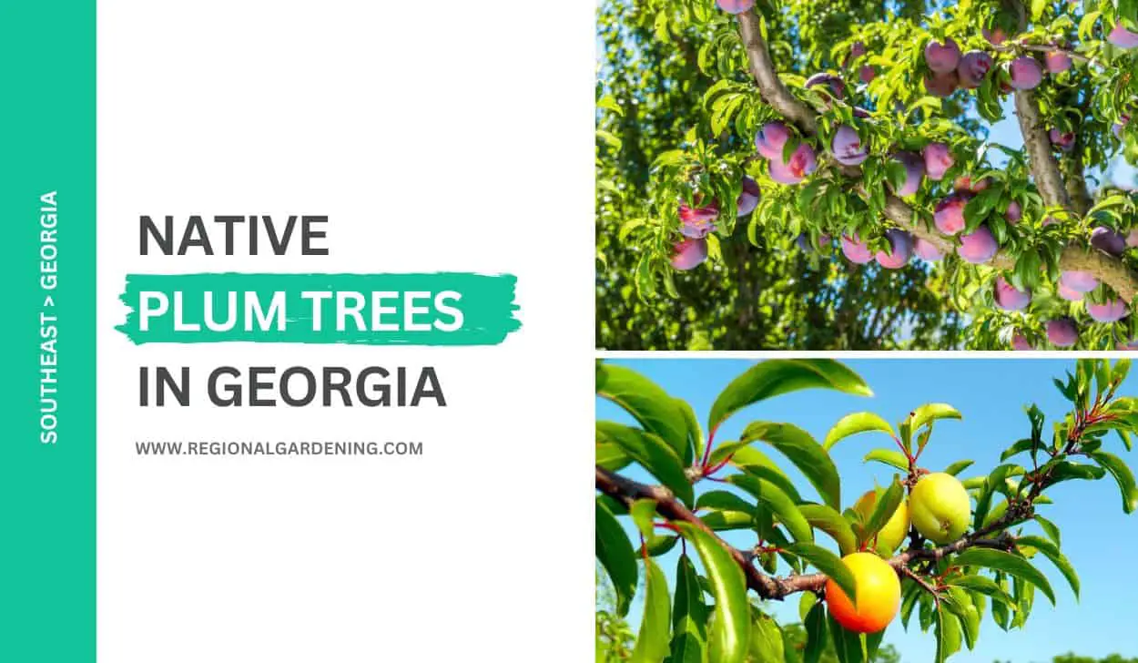 3 Native Plum Trees In Georgia