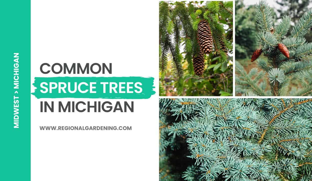 Common Spruce Trees In Michigan (4 Types To Know) Regional Gardening