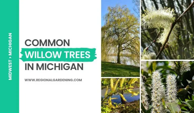 Common Willow Trees In Michigan (4 Types To Know)
