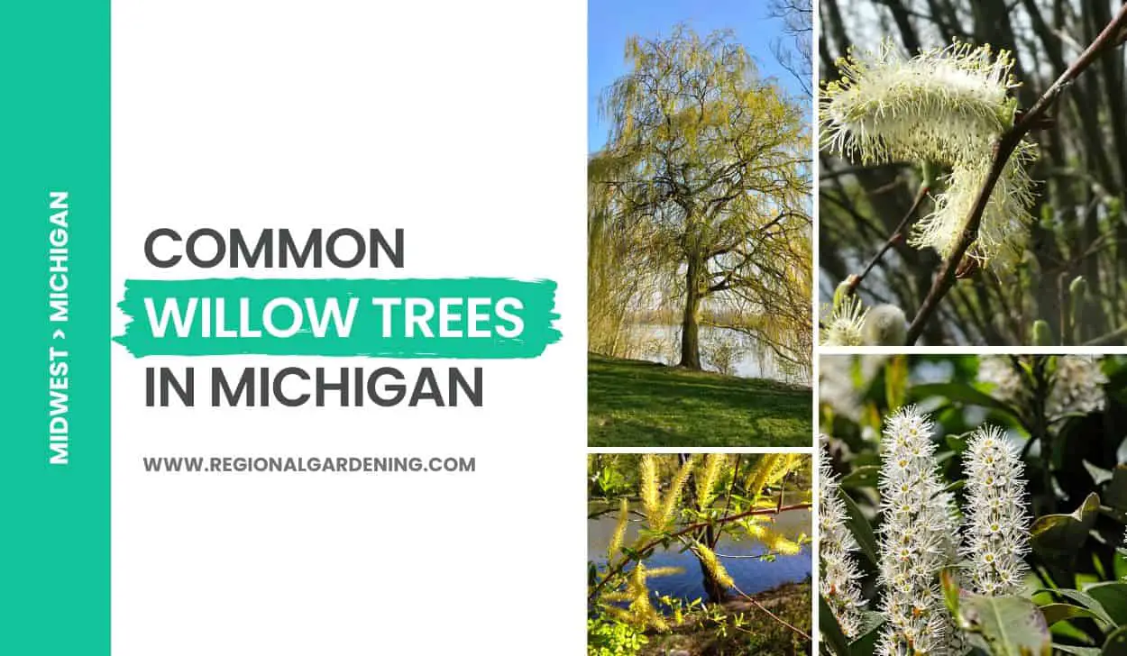 4 Common Willow Trees In Michigan
