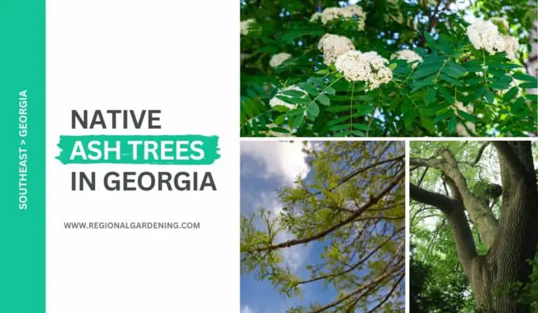 4 Native Ash Trees In Georgia (All You Need To Know)
