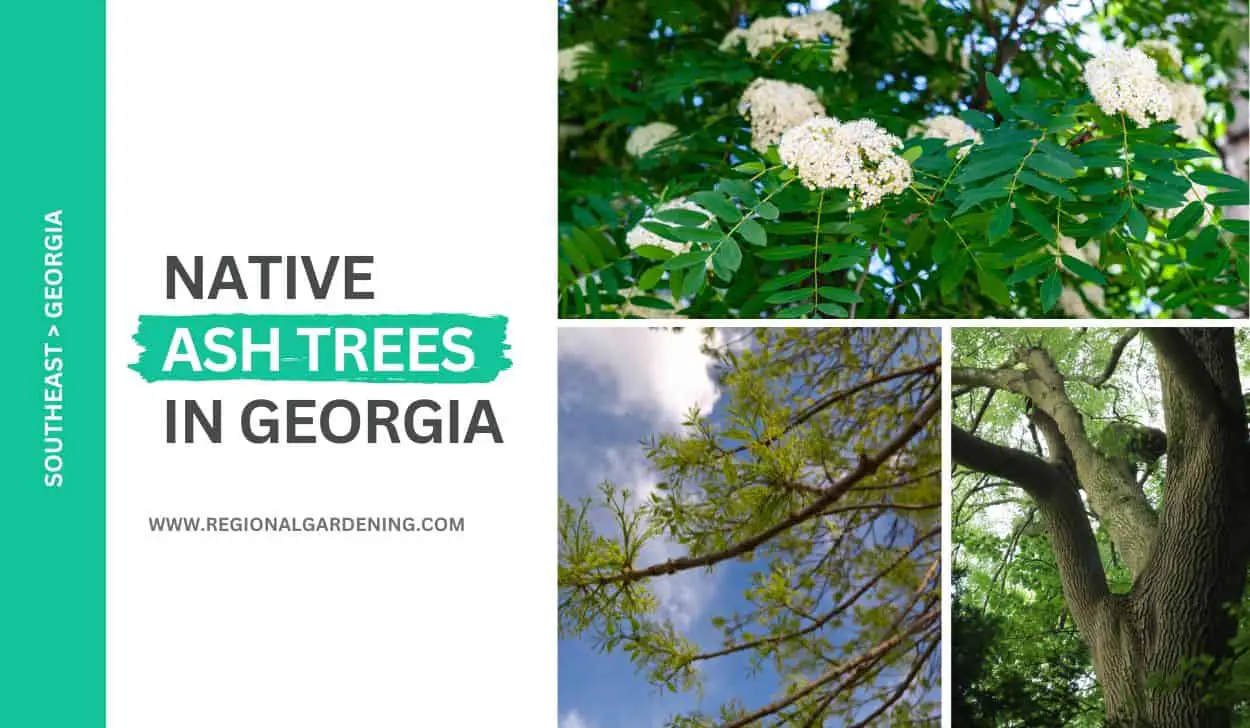 4 Native Ash Trees In Georgia