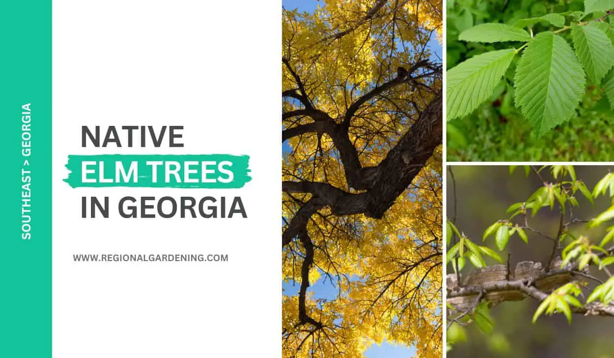 4 Native Elm Trees In Georgia