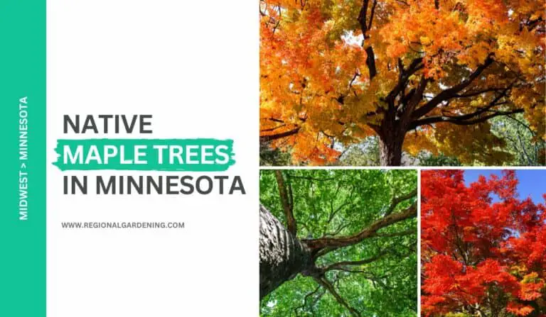 Native Maple Trees In Minnesota (4 Types You Must Know)