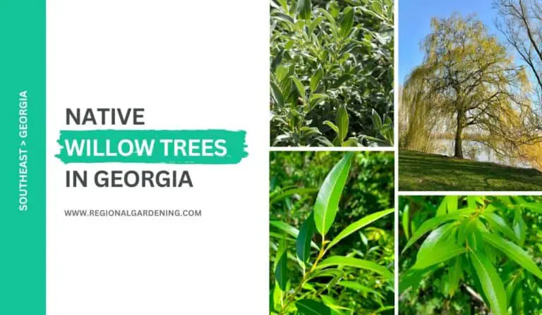 4 Native Willow Trees In Georgia (Pictures & Identification)