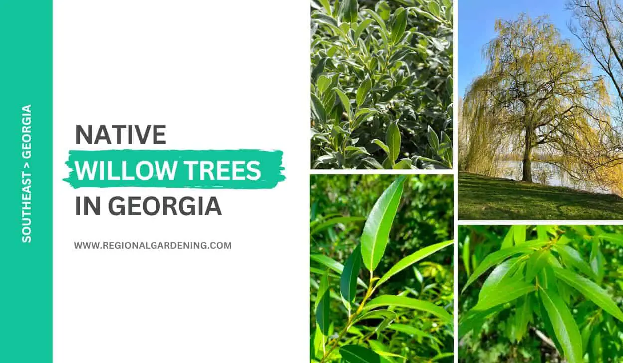 4 Native Willow Trees In Georgia