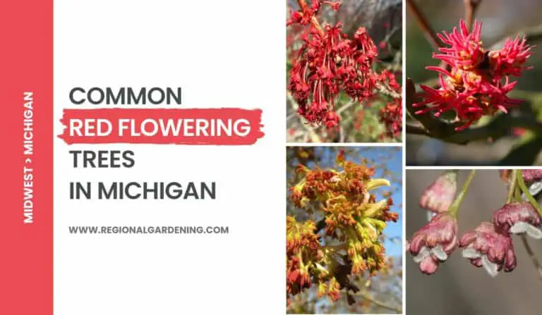 Red Flowering Trees In Michigan (5 Types You Must Know)