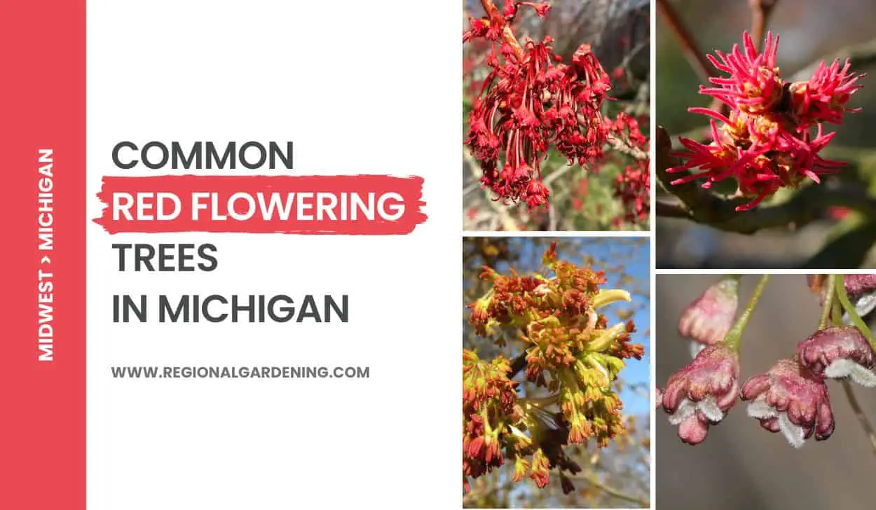 5 Common Red Flowering Trees In Michigan