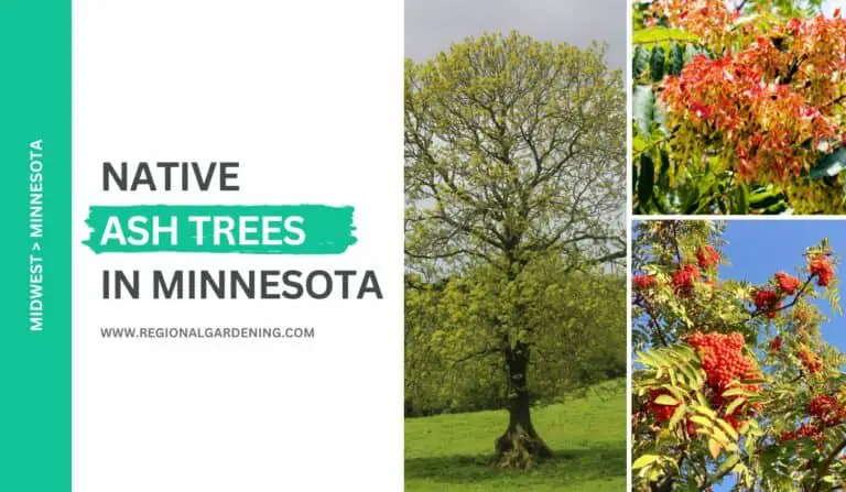 Native Ash Trees In Minnesota (5 Types To Know)