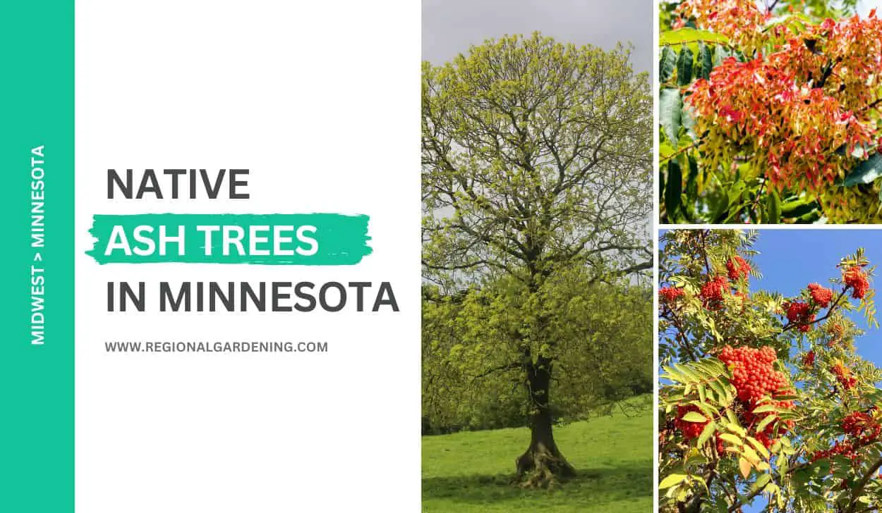 5 Native Ash Trees In Minnesota