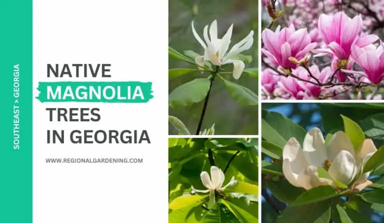 6 Native Magnolia Trees In Georgia (Pictures & Identification)