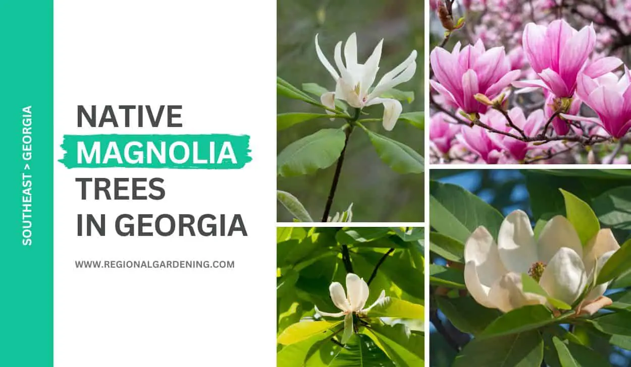 5 Native Magnolia Trees In Georgia