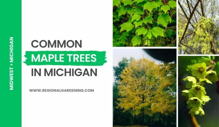 7 Types Of Maple Trees In Michigan (Photos & Identification)