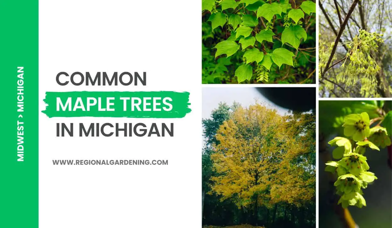 types of maple trees in michigan