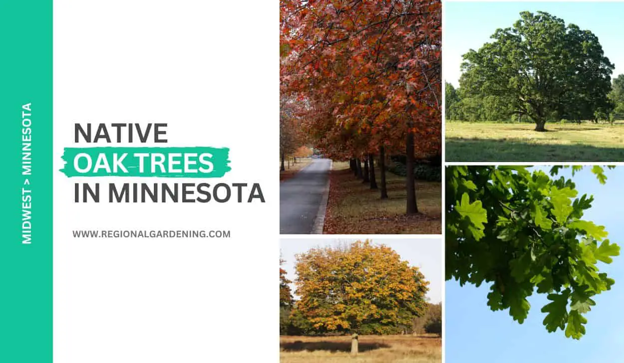 6 Native Oak Trees In Minnesota