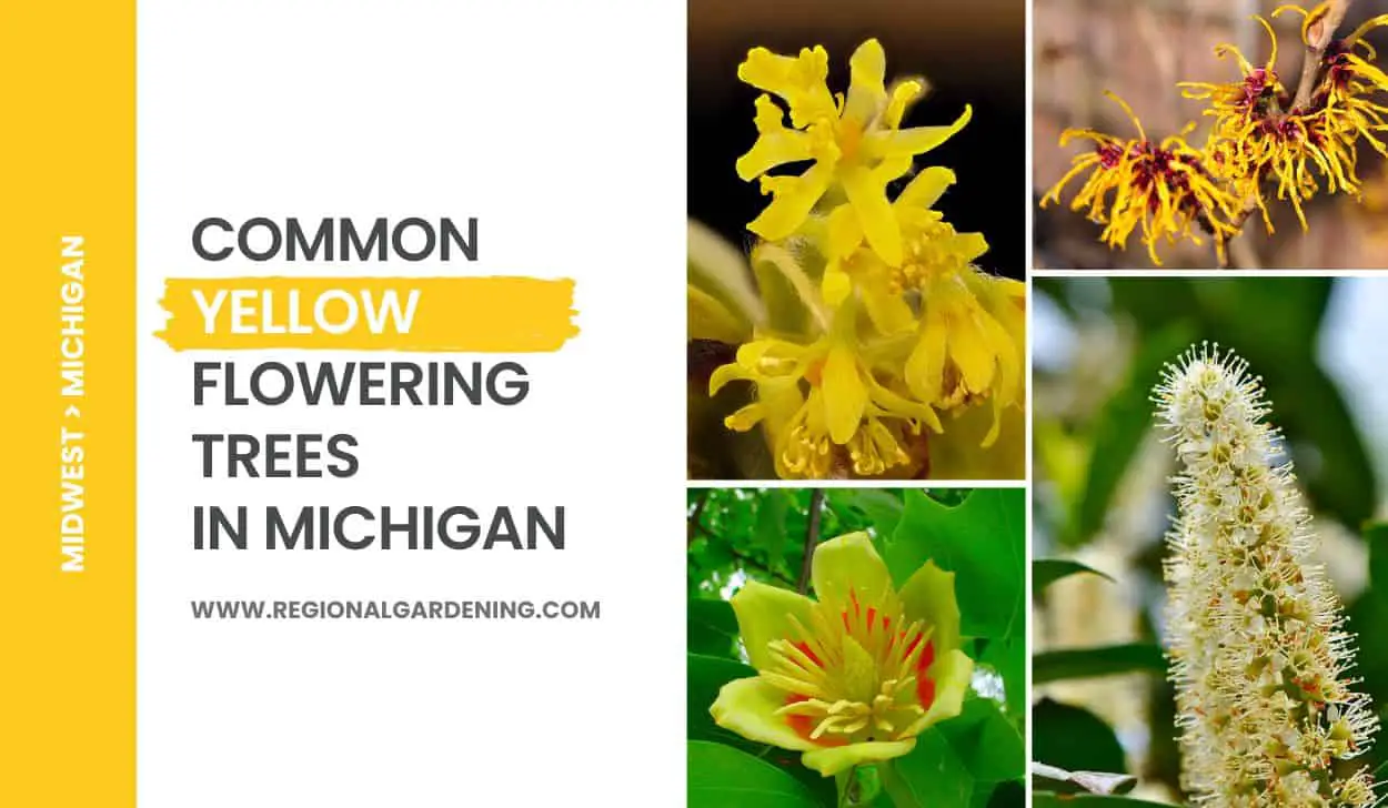 7 Common Yellow Flowering Trees In Michigan