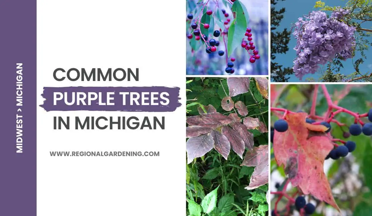 8 Common Purple Trees In Michigan