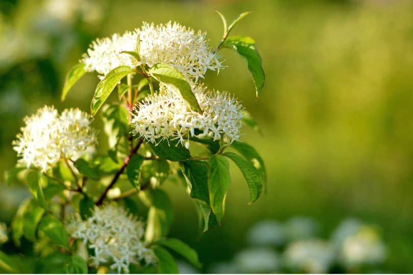 Alternate-leaf Dogwood