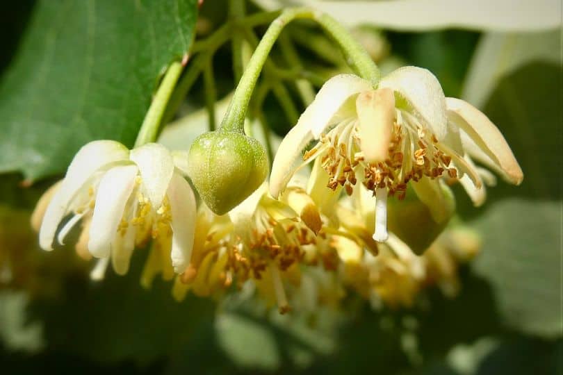 American Basswood Flowers