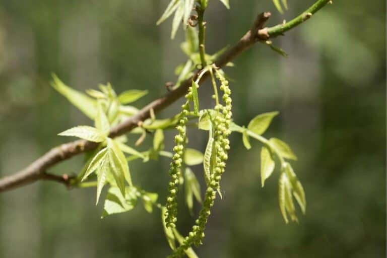 Native Hickory Trees In Minnesota (2 Types You Must Know) - Regional ...