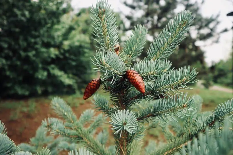 Black Spruce Tree