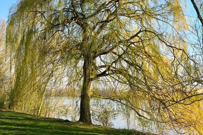 Black Willow Tree