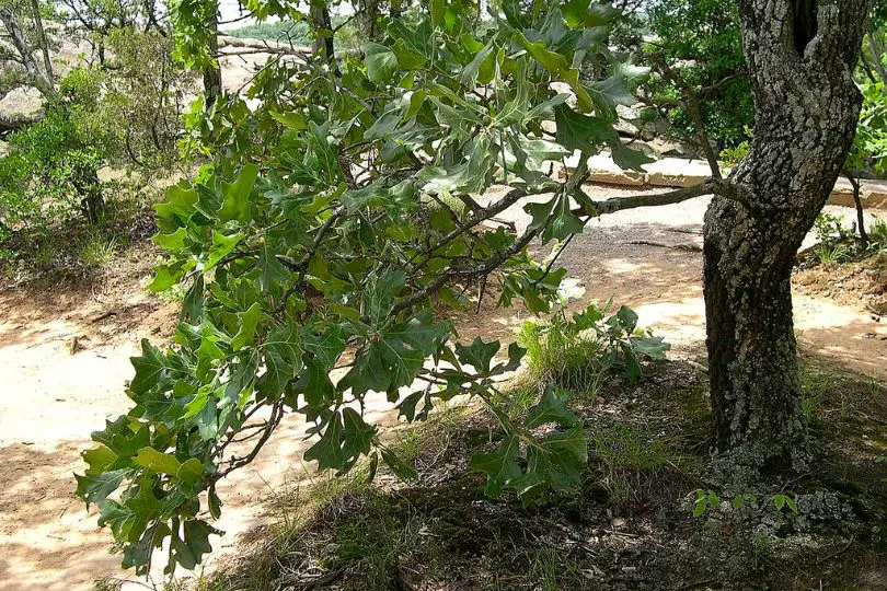 Blackjack Oak Tree