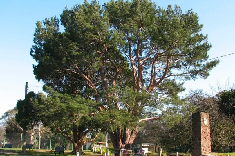 Bluejack Oak Tree