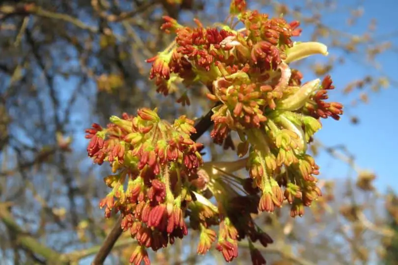 Boxelder Tree Flower