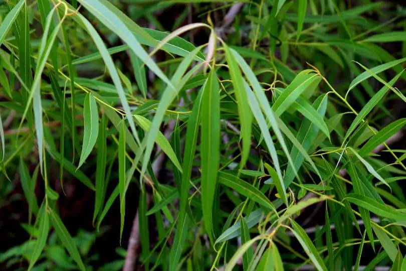 Coastal Plain Willow Leaves