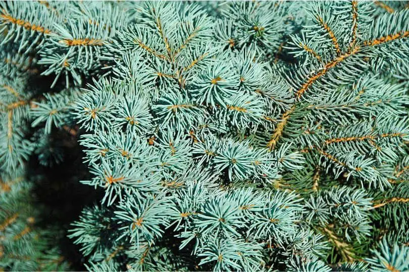 Colorado Blue Spruce