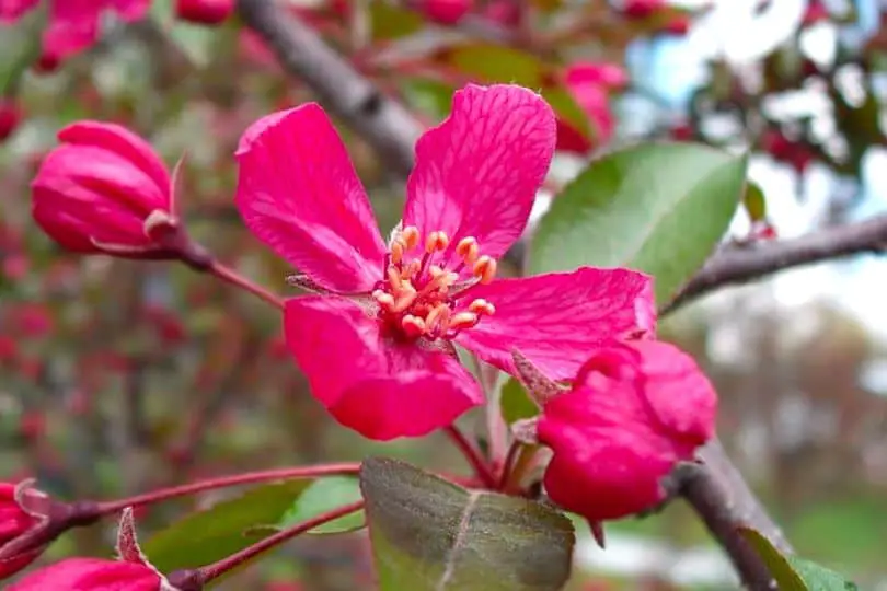 Crab Apple Tree Flower